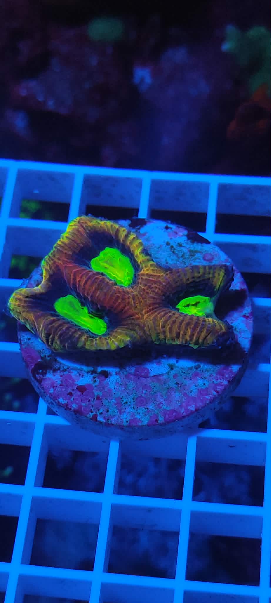 Favites complanata Dragon Soul