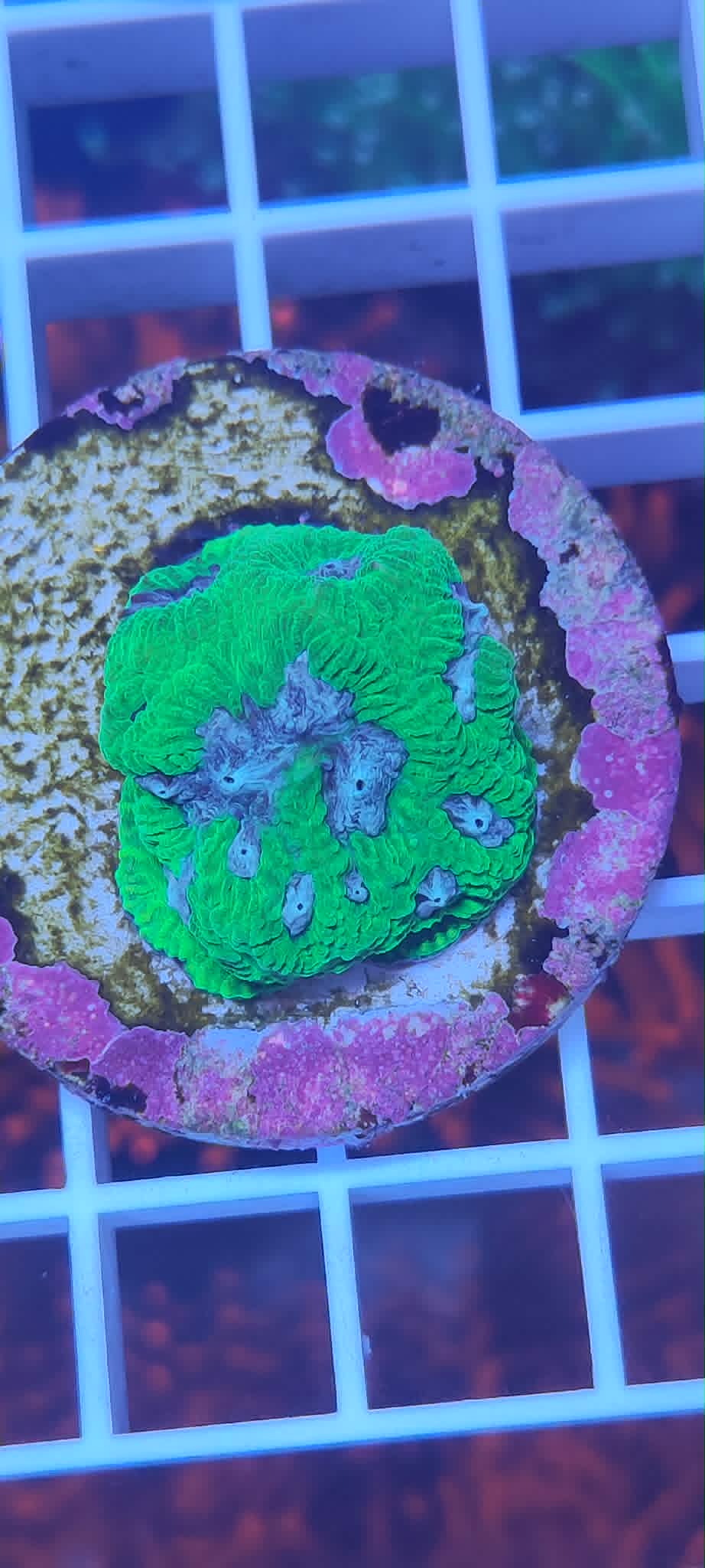 Goniastrea sp Premium