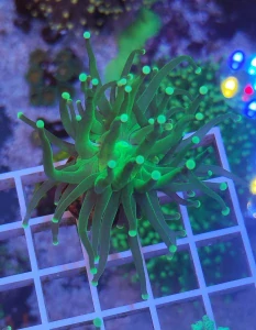 Euphylia glabrescens
