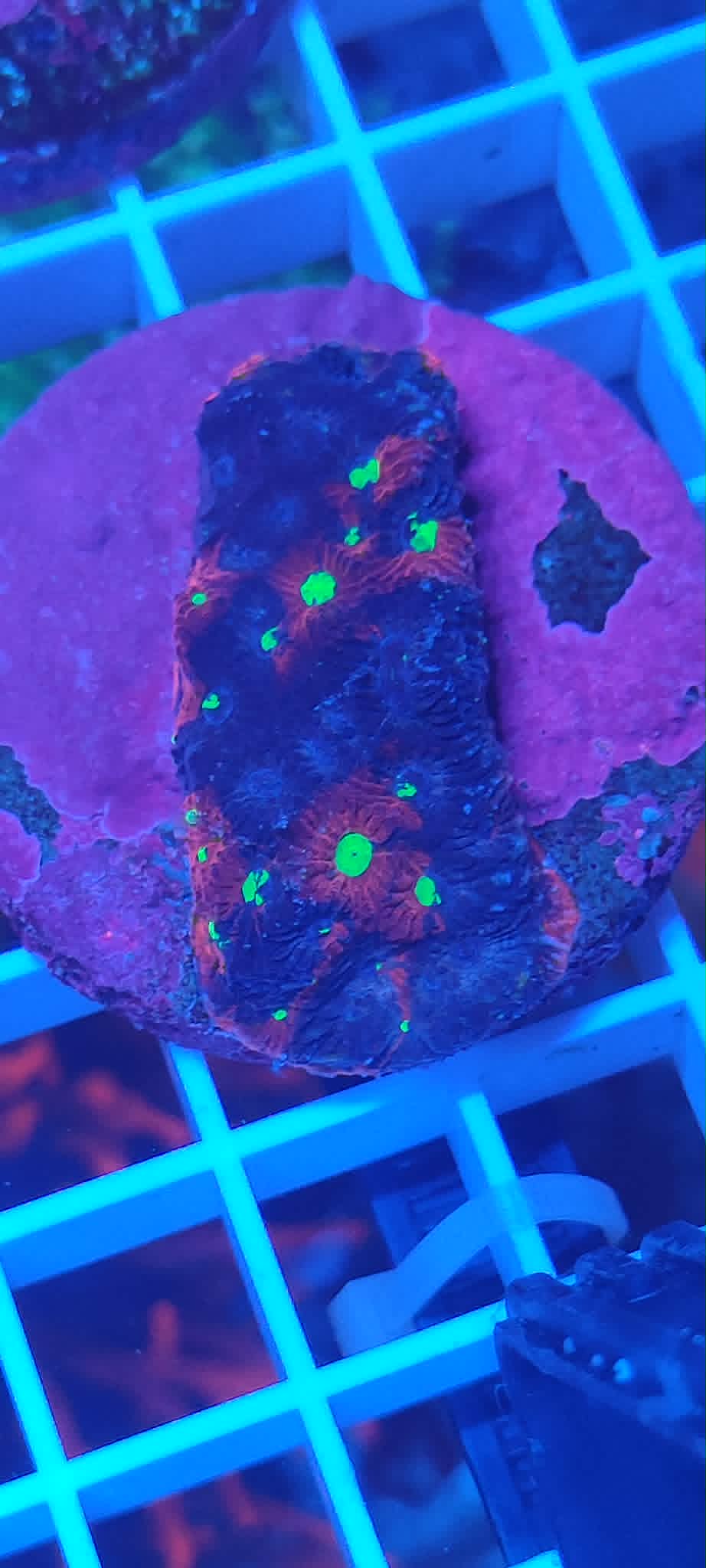 Favites pentagona Ultra