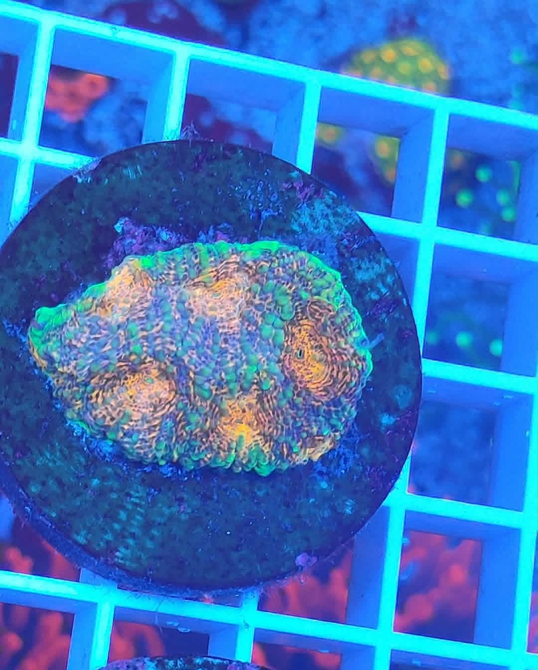 Acanthastrea echinata Premium