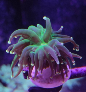 Euphylia glabrescens